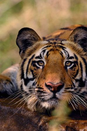 WWF lance son appel pour que l’on sauve les tigres
