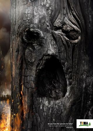 Les incendies quand les arbres appellent à l'aide