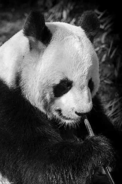 Zoo et Pandas Peau Ethique