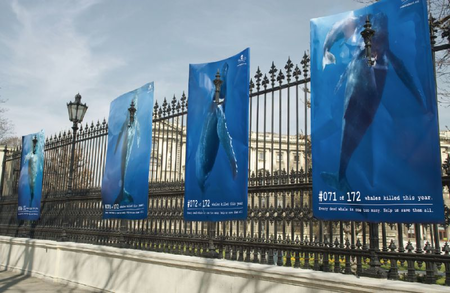 Sea Sheperd et sa nouvelle campagne