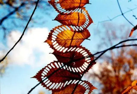 De la Nature et de l'Art Peau Ethique