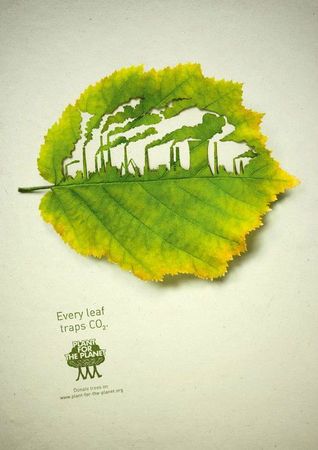 Les feuilles absorbent elles aussi le CO2