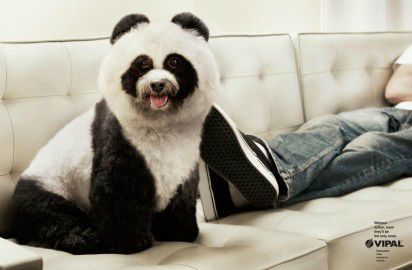 Sauvons les pandas et les zébres !