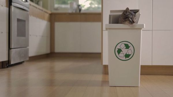 Norman le chat eco-warrior (pas du lolcat mais presque !)
