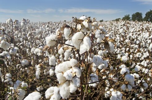 Pas si bio que ça le coton bio !