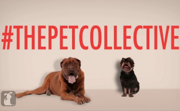 The Pet Collective : la chaîne des animaux domestiques…